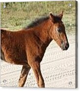 Wild Spanish Mustang Filly Acrylic Print