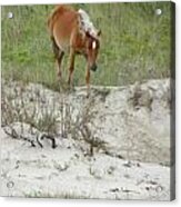 Wild Spanish Mustang Of The Outer Banks Of North Carolina Acrylic Print