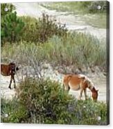 Wild Spanish Mustangs Of The Outer Banks Of North Carolina Acrylic Print