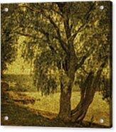 Willow At The Lake. Golden Green Series Acrylic Print