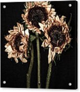 Wilted Sunflowers Acrylic Print