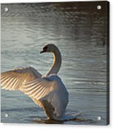 Wing Flapper Acrylic Print