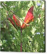 Wings Of A Butterfly Acrylic Print
