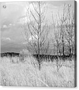 Winter Bare Acrylic Print