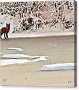 Winter Fox Acrylic Print