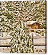 Winter Pine Acrylic Print