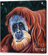 Wise One - Orangutan Wildlife Painting Acrylic Print