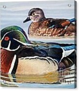 Wood Ducks Acrylic Print