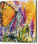 Yellow Butterfly On Lupines Acrylic Print