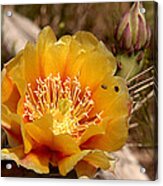 Yellow Cactus Flower Acrylic Print