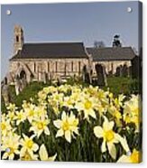 Yellow Daffodils In A Cemetery Beside A Acrylic Print