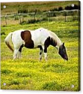 Yellow Fields Horse Acrylic Print