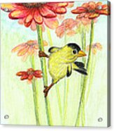 Yellow Finch Acrylic Print