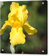 Yellow Iris Acrylic Print