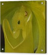 Yellow Orchid Acrylic Print