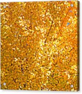Yellow Tree Leaves Acrylic Print