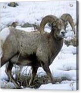 Yellowstone Big Horn Sheep Acrylic Print