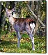 Young Deer In The Wild Acrylic Print