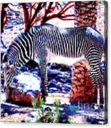 Zoo Patterns Acrylic Print