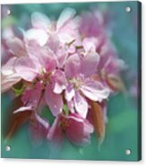 Spring Cherry  Blossoms Acrylic Print