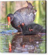 Common Gallinule Chick And Mama Acrylic Print