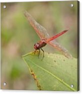 Red Flame Dragonfly Acrylic Print