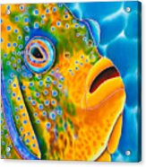 Angelfish Acrylic Print