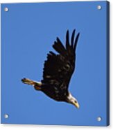 Bald Eagle Juvenile Burgess Res Co Acrylic Print