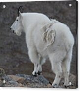 Mountain Goat Mnt Evans Co Acrylic Print