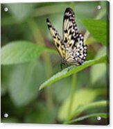 1383 Acrylic Print