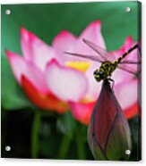 A Dragonfly On Lotus Flower #1 Acrylic Print