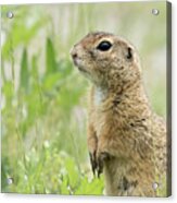 A European Ground Squirrel Standing In A Meadow In Spring #1 Acrylic Print