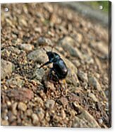 A Insect Named Bracken Clock With Brown Wings #1 Acrylic Print