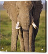 African Elephant Loxodonta Africana #1 Acrylic Print
