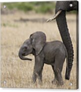 African Elephant Mother And Under 3 Acrylic Print