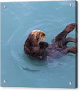 Alaska Sea Otter #1 Acrylic Print