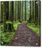 All Covered With Green Moss Magic Forest Acrylic Print
