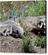 American Badger Yellowstone Usa #1 Acrylic Print