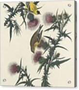 American Goldfinch #1 Acrylic Print