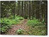 “and Into The Forest I Go To Lose My #1 Acrylic Print