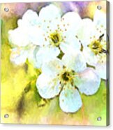 Apple Blossom Painted Effect #1 Acrylic Print