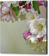 Apple Blossoms Acrylic Print