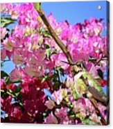 At Home In The Bougainvillea Acrylic Print