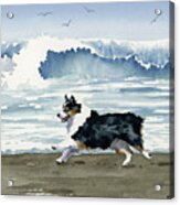 Australian Shepherd At The Beach #2 Acrylic Print