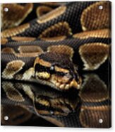 Ball Or Royal Python Snake On Isolated Black Background Acrylic Print