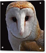 Barn Owl #1 Acrylic Print