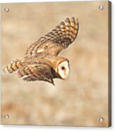Barn Owl On The Wing #1 Acrylic Print