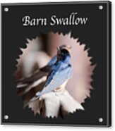 Barn Swallow #1 Acrylic Print
