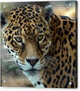 Beautiful Jaguar Portrait #1 Acrylic Print