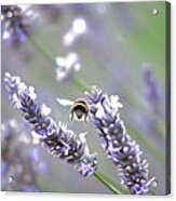 Bee #1 Acrylic Print